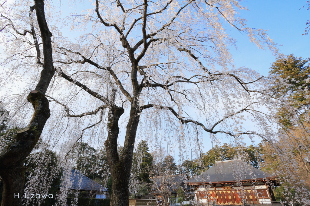 姫桜Ⅴ