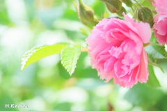 草笛の丘の薔薇2