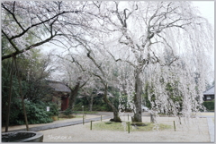 雨の栄福寺Ⅲ