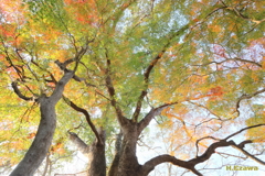 楠と紅葉（十枝の森4）