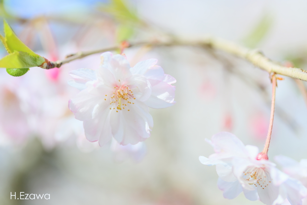 ふわっと