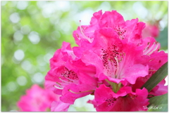 石楠花