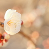 Spring has come