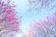紅梅を見上げて
