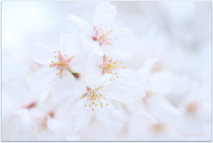 栄福寺の枝垂れ桜Ⅶ