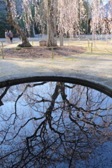 栄福寺の枝垂れ桜again4