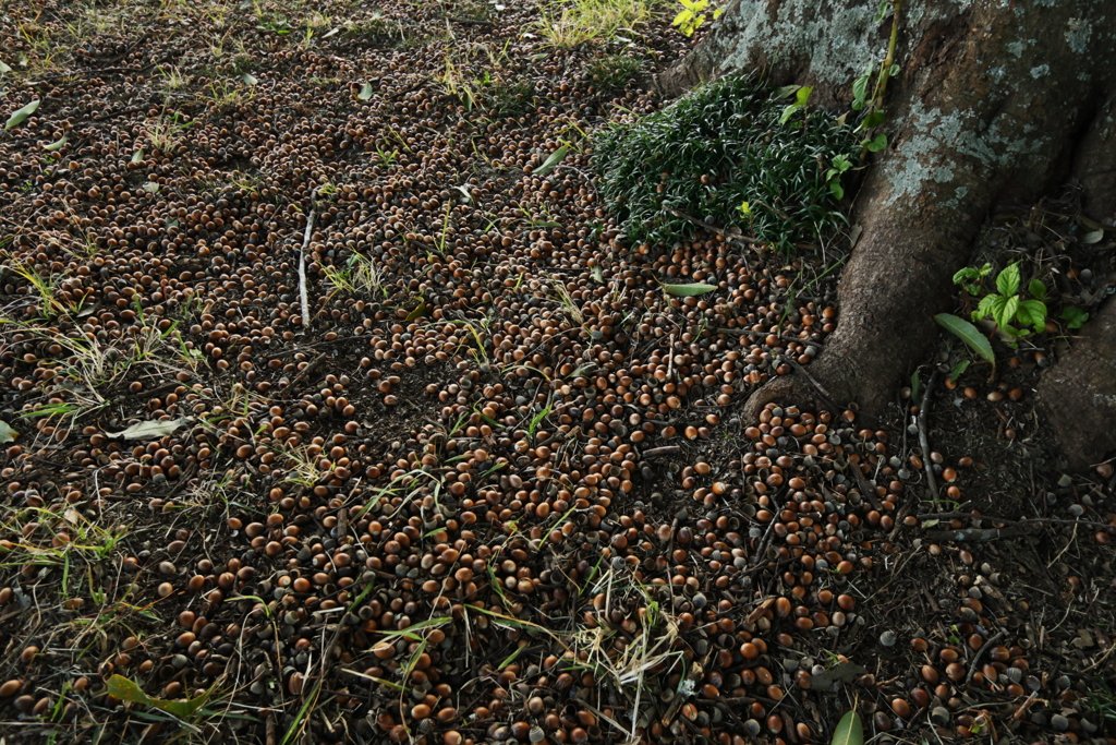 どんぐりの絨毯
