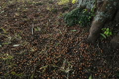 どんぐりの絨毯