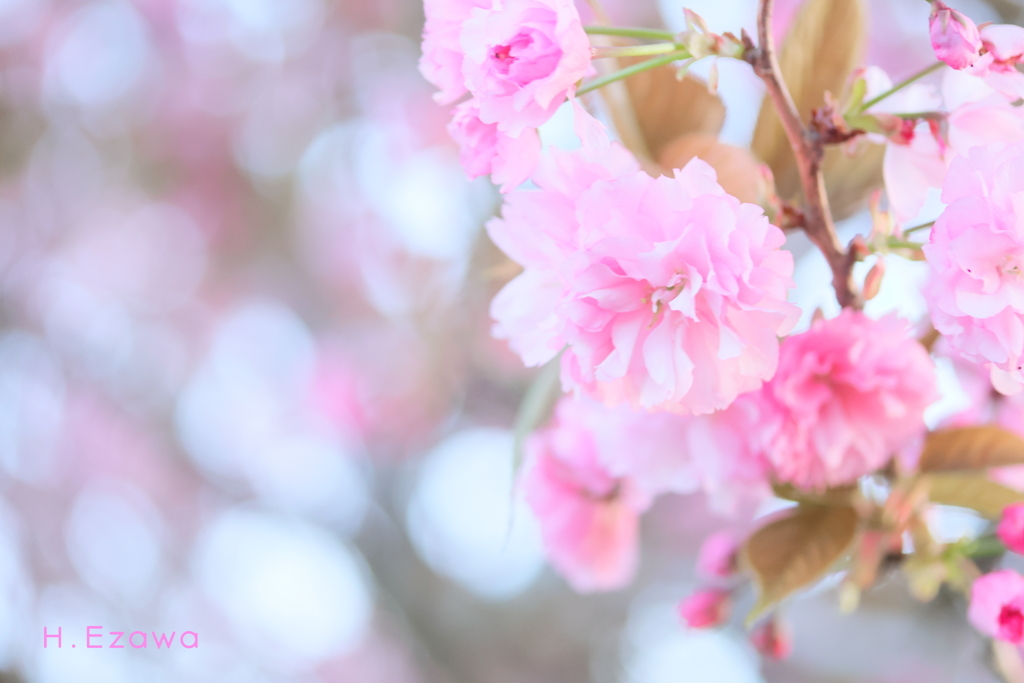 桃色八重桜