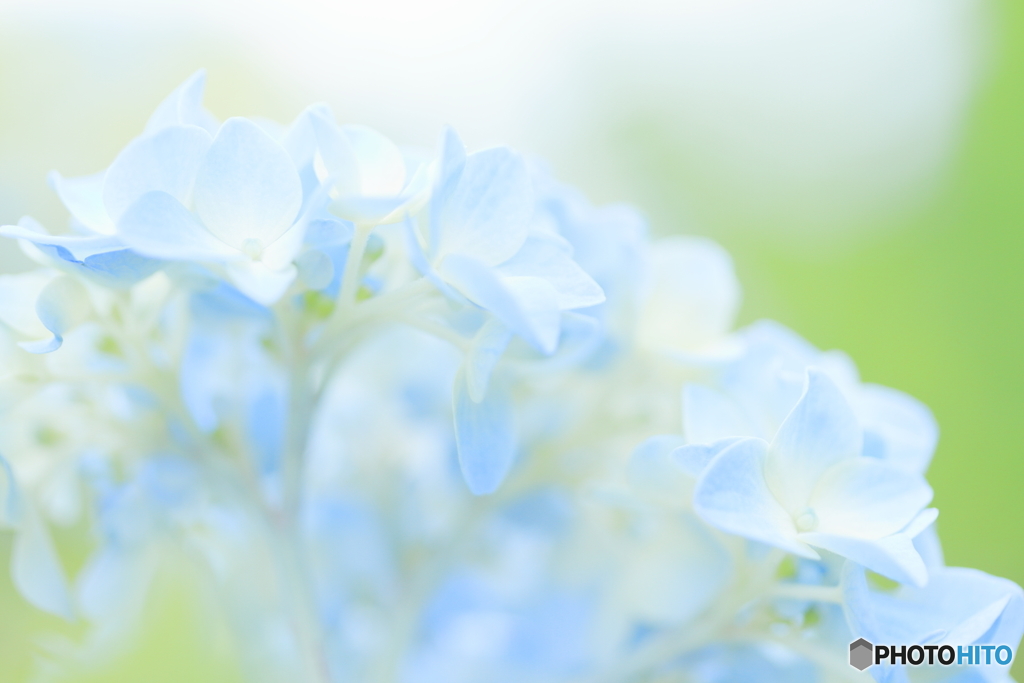 Light blue hydrangea