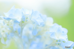 Light blue hydrangea
