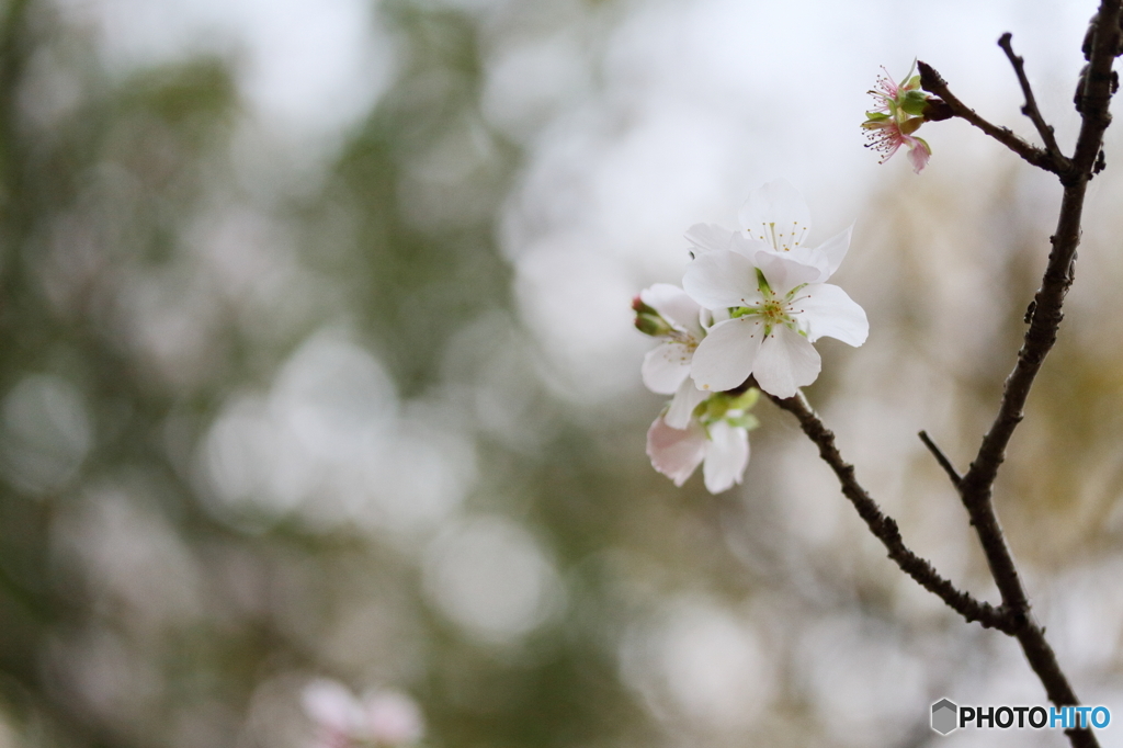 冬桜