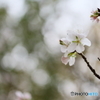冬桜