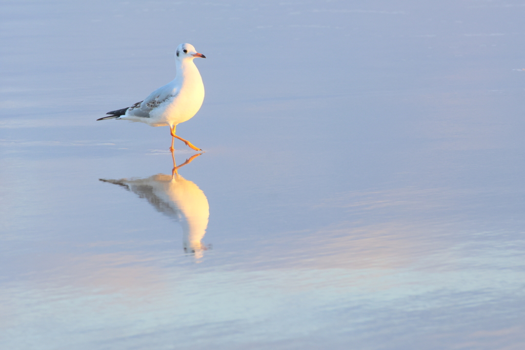 御宿ビーチのユリカモメ