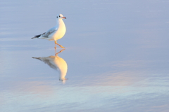 御宿ビーチのユリカモメ