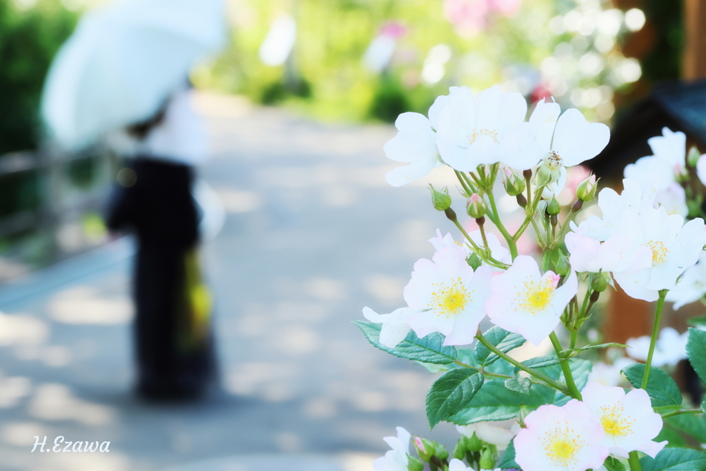 薔薇と貴婦人　in the rose garden