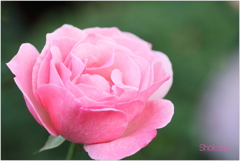 rose pink rose pink