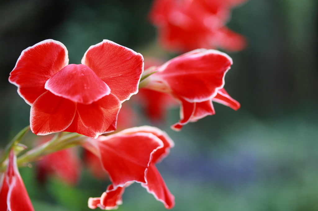 Red butterfly