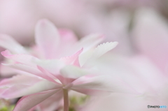 Fantasic hydrangea