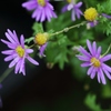 姫秋桜