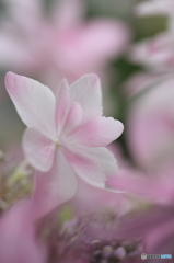 Cute hydrangea