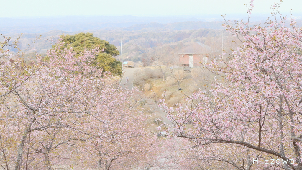 山の上の河津桜