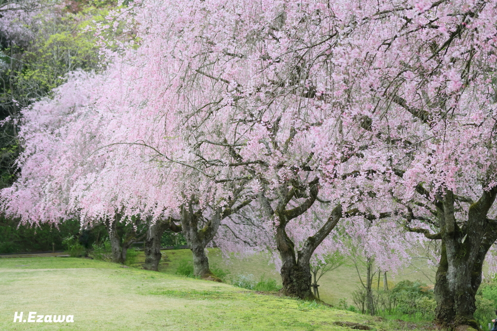 美術館の桜21