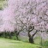 美術館の桜21