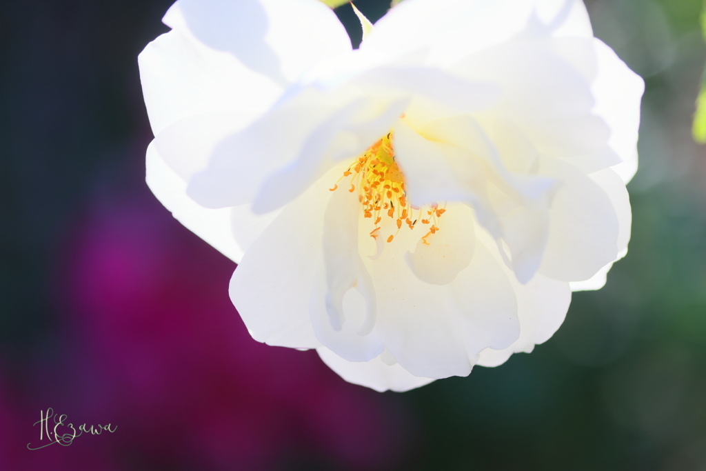 in the rose garden21