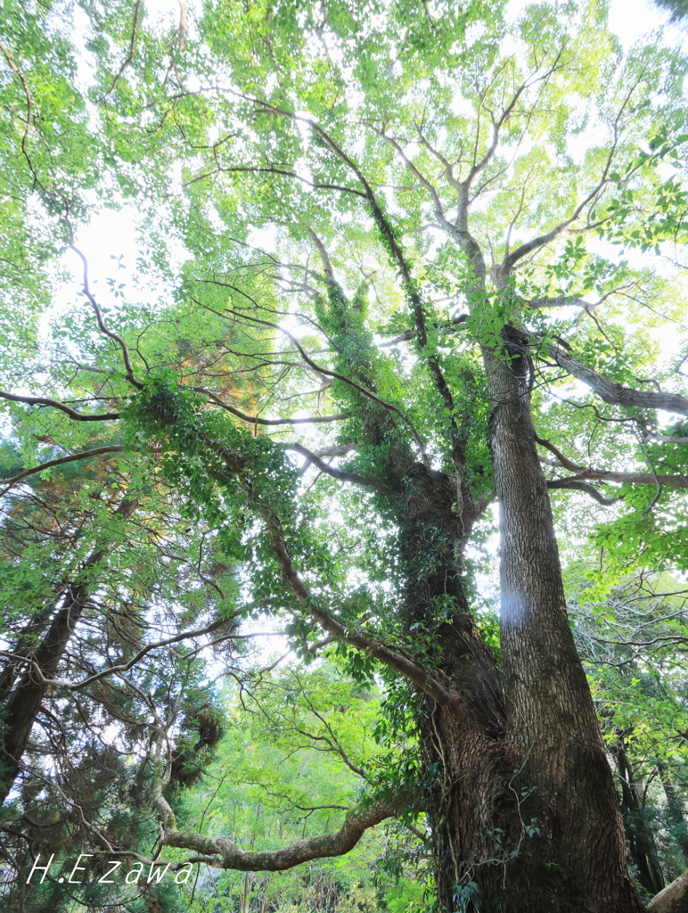 forest tree