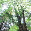 forest tree