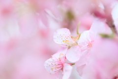 三妙寺の河津桜