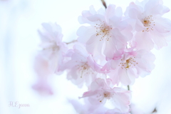 ふわふわの桜