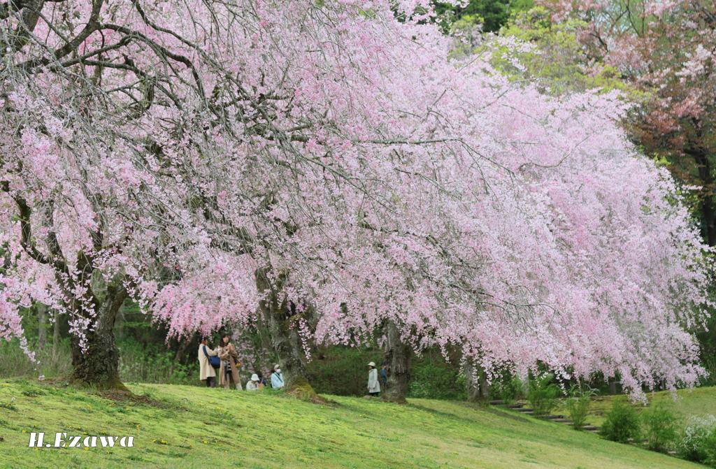 美術館の桜9