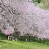 美術館の桜9