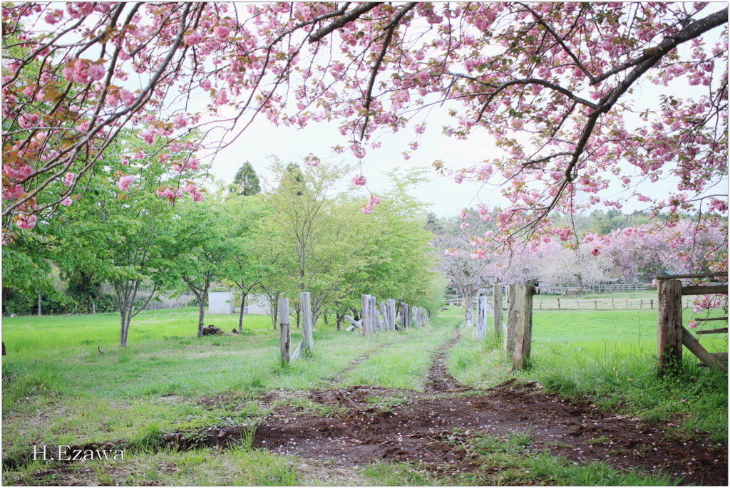 八重桜の牧場Ⅲ