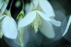 Fantastic clematis