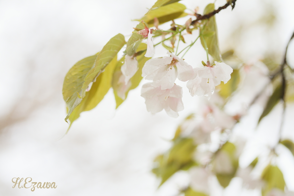 雨の桜