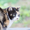 ねこですけど何か