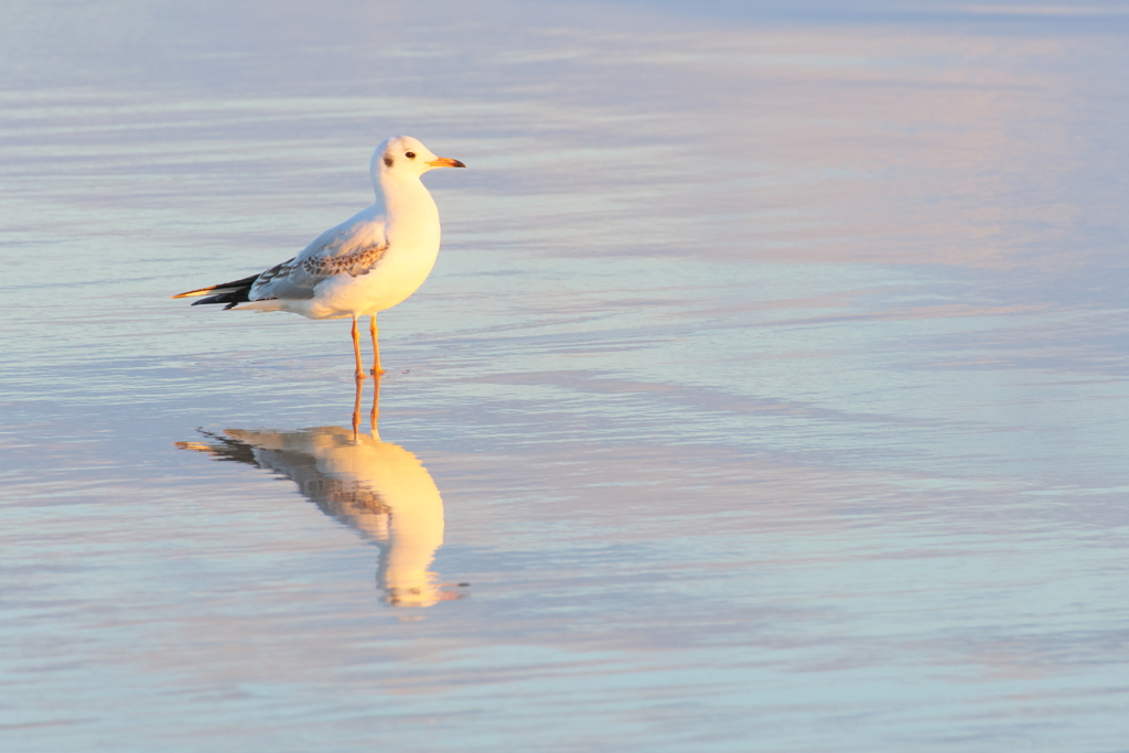 御宿ビーチのアイドル
