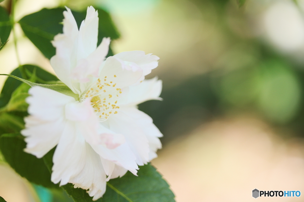 White rose　