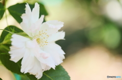 White rose　