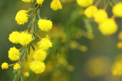 アカシアの開花