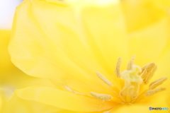 Yellow brightness2