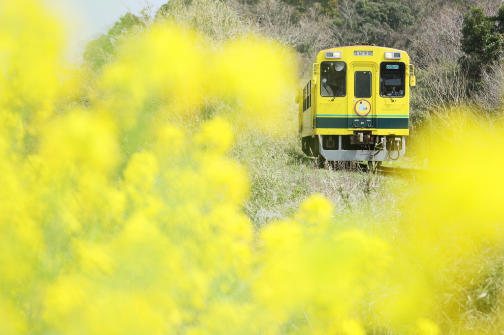 Yellow and yellow 2