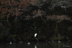 池の鷺