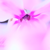 shyness