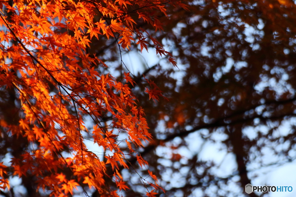 夕紅
