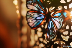 光る蝶