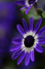 Bluish violet